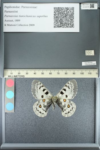 Media type: image;   Entomology 184678